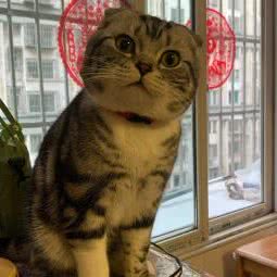 奇逸宠物店(晨景天地小区店):太原市尖草坪区森林公园附近