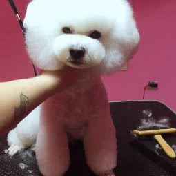 这里有家宠物店:绥化市安达市