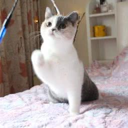 猫舍:上海城区徐汇区