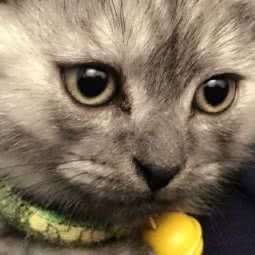 唯一萌宠:上海城区长宁区