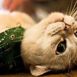 宁静名猫生活馆(大华二路店):上海城区普陀区