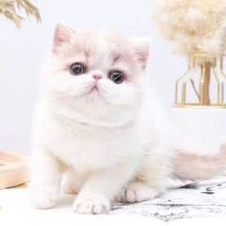 miki宠物生活馆:上海城区普陀区