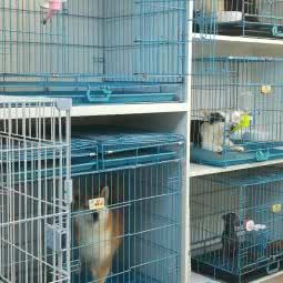 超美型宠物店:上海城区普陀区