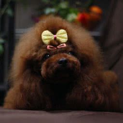 嘟嘟宠物店:上海城区普陀区