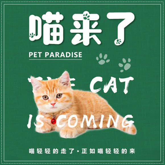 喵来了·猫舍·猫活体·猫寄养:上海城区普陀区