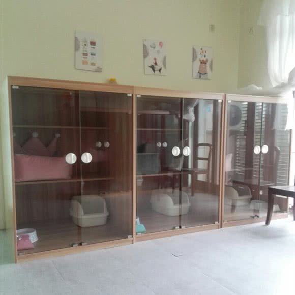 猫咪寄养屋:上海城区普陀区