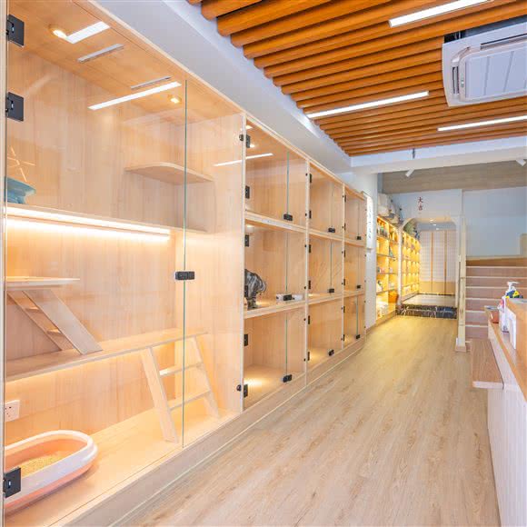 大福名猫·布偶猫·曼基康矮脚猫舍(普陀店):上海城区普陀区