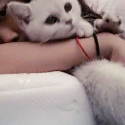 Little Bai 喵星人:上海城区杨浦区