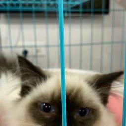 派多格宠物(东川路店):上海城区闵行区