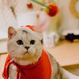 淘气宝宠物店(平吉路店):上海城区闵行区