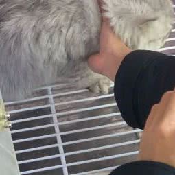 苓苓宠物店:上海城区宝山区