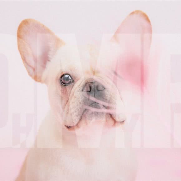 OMP潮宠摄影:上海城区宝山区