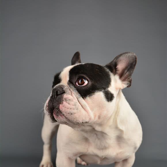 宠色宠物摄影工作室:上海城区宝山区