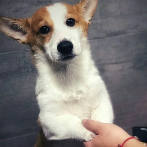 兜宝家族宠物生活馆:上海城区宝山区