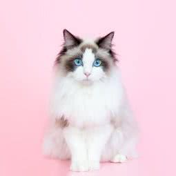 开心萌宠:上海城区宝山区