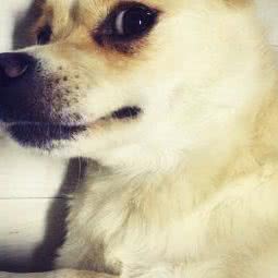 旺族宠物:上海城区宝山区