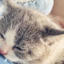 千语宠物:上海城区宝山区