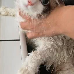 喵谜宠物生活馆(万达广场宝山店):上海城区宝山区