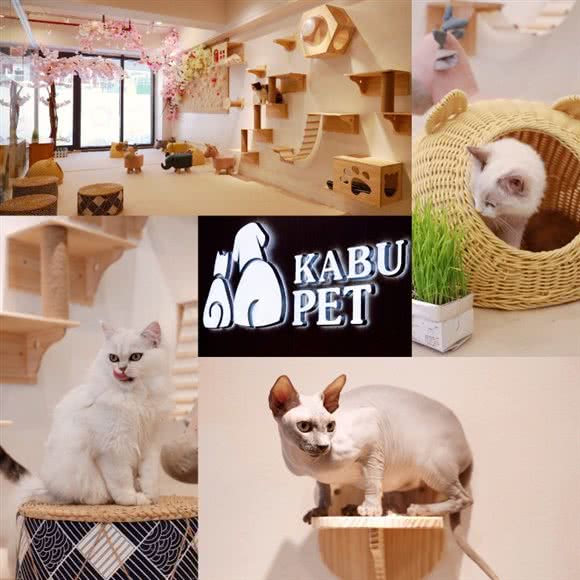 KABU PET欧式宠物生活馆·撸猫馆:上海城区宝山区