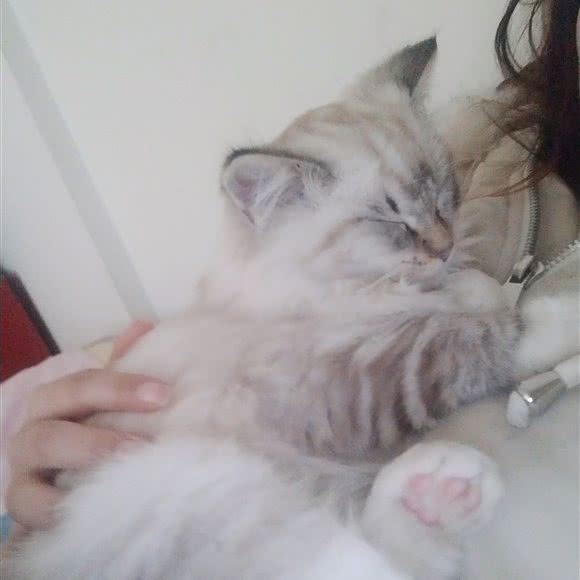 魔都一声喵:上海城区宝山区