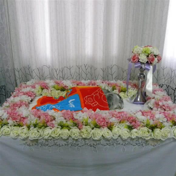 上海释友宠物火化(嘉定店):上海城区嘉定区