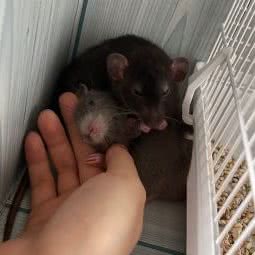 狐狸家花枝鼠寄养繁育中心:上海城区嘉定区