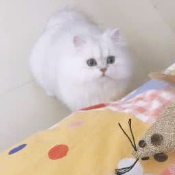 Uncle Wang家庭猫舍:上海城区嘉定区