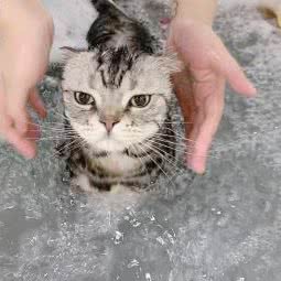 八万狗狗:上海城区浦东新区