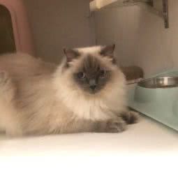 小吉猫屋猫咪寄养:上海城区浦东新区