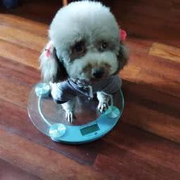 萌萌狗狗社:上海城区浦东新区