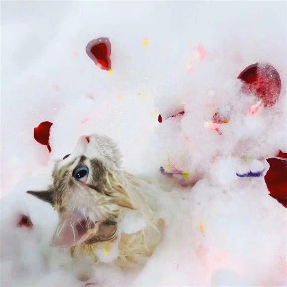 吾宠宠物店:上海城区松江区