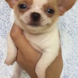 上海泰来宠物:上海城区松江区