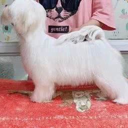 精灵萌马尔济斯-CKU永久性犬舍:上海城区松江区