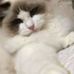 PlusLove布偶猫舍:上海城区松江区