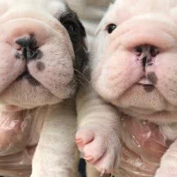 宠儿宠物犬舍:上海城区松江区