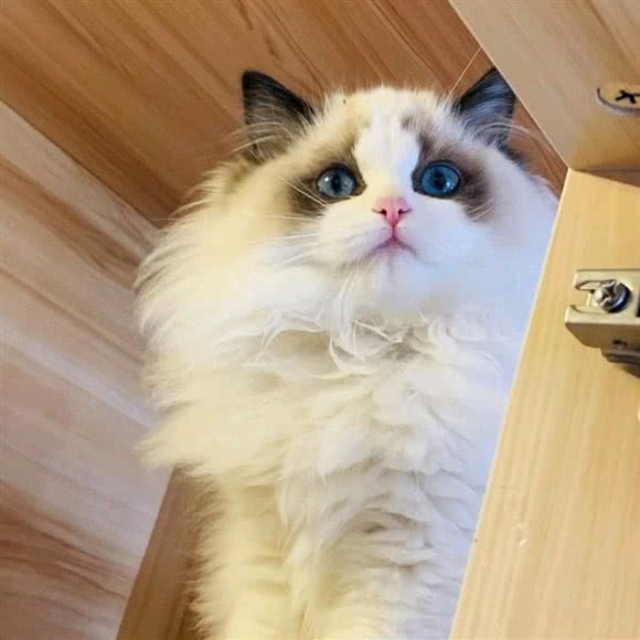 Lolita pet宠物日式生活馆:北京城区朝阳区百子湾附近