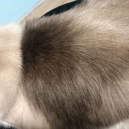 梦想宠物·蟲哥专业工作室:上海城区奉贤区