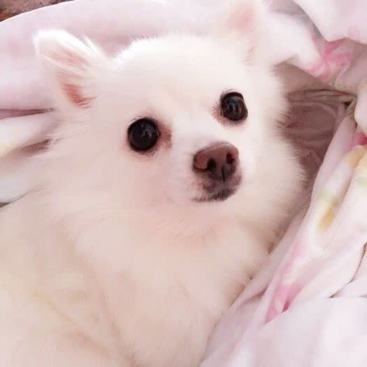 暴波宠物店:上海城区奉贤区