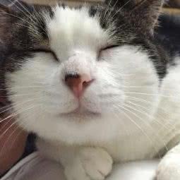 天使心宠物殡葬服务站:上海城区奉贤区