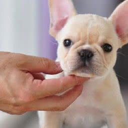 悠悠名犬:上海城区奉贤区