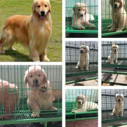 夏夏金毛犬舍:上海城区奉贤区