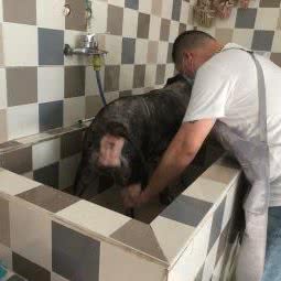 多多宠物店(陈家镇分店):上海城区崇明区