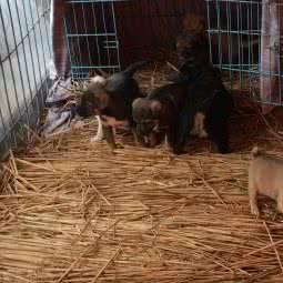 小狗当家宠物生活馆:上海城区崇明区