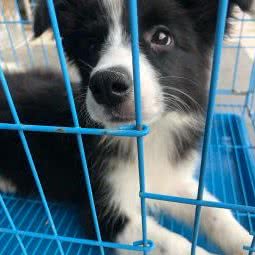 精灵宠物:上海城区崇明区