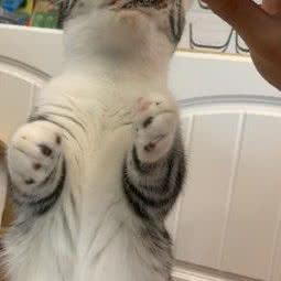 猫咪森林 Cat Forest:上海城区崇明区