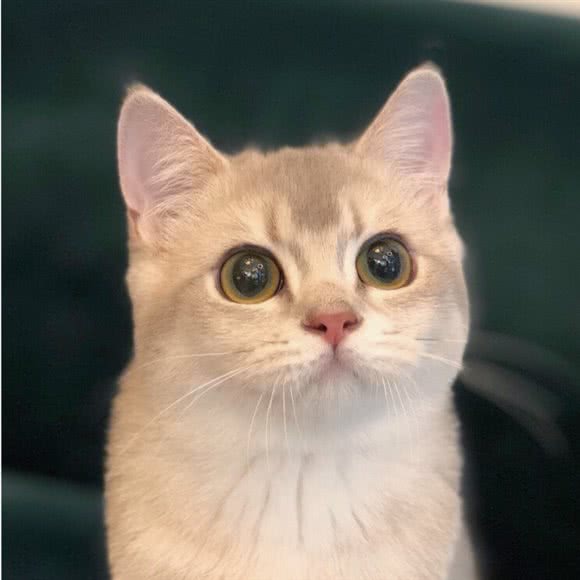 猫大福·Fortune Cat猫舍(百子湾店):北京城区朝阳区百子湾附近