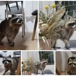 鹿野泽异宠:上海城区崇明区