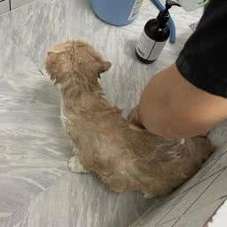 汪汪队:上海城区崇明区