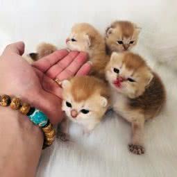 Edith Cowen猫舍布偶德文无毛金渐层:上海城区崇明区