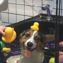 洗个毛宠物店:南京市建邺区